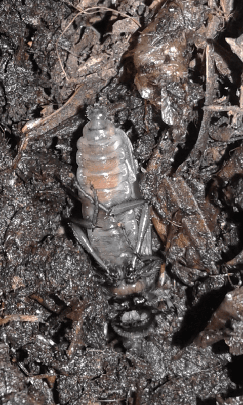 Larve di dittero?  S, pupe di Bibo sp. (Bibionidae).